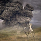 Year of the Dark Horse - The White Buffalo [VINYL]